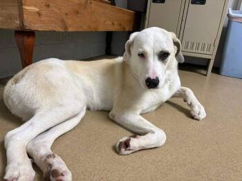 Rescue Great Pyrenees Dogs for Adoption in Waverly, Tennessee - BONNIE | PetCurious
