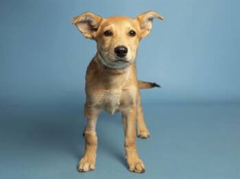 Australian Shepherd and Mixed Breed Dogs Available for Adoption in Phoenix, Arizona - PEONY | PetCurious
