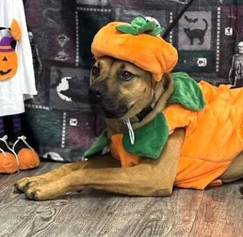Carmelo -  Shepherd Dog for Adoption in Plainfield, Illinois - Carmelo | PetCurious