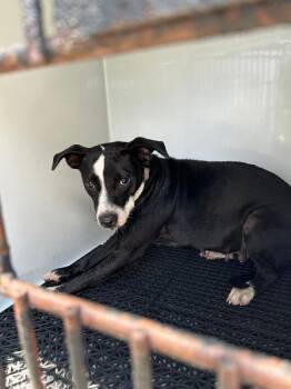 Callie -  Mixed Breed Dog for Adoption in Mobile, Alabama - Callie | PetCurious