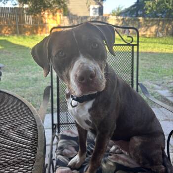 Labrador Retriever and American Staffordshire Terrier Dogs Available for Adoption in Inez, Texas - Scarlett  | PetCurious
