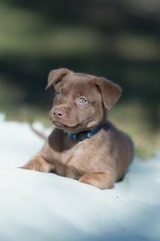 Rescue Chocolate Labrador Retriever Dogs for Adoption in Sand Lake, Florida - Ford | PetCurious