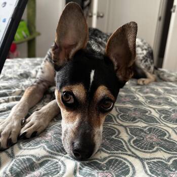 Fox Terrier Dogs Available for Adoption - Dottie | PetCurious