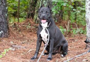 Diamond -  Pit Bull Terrier Dog for Adoption in Monroe, Georgia - Diamond | PetCurious