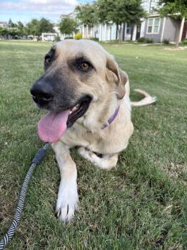 Marmalade aka Lady -  Anatolian Shepherd Dog for Adoption in Austin, Texas - Marmalade Aka Lady | PetCurious