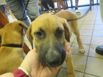 Rescue German Shepherd Dog and Mixed Breed Dogs for Adoption in Ocala, Florida - MAVERICK | PetCurious