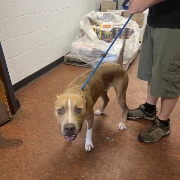 Rescue Pit Bull Terrier Dogs for Adoption in East St. Louis, Illinois - Marco | PetCurious