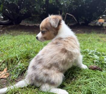 Chihuahua Dogs Available for Adoption - Mickey | PetCurious