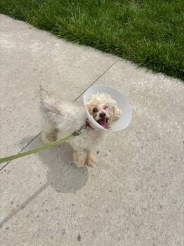 Pretzel -  Miniature Poodle and Mixed Breed Dog for Adoption in Kansas City, Missouri - Pretzel | PetCurious