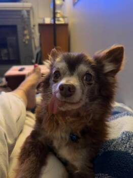 Pepe -  Chihuahua Dog for Adoption in Virginia Beach, Virginia - Pepe | PetCurious