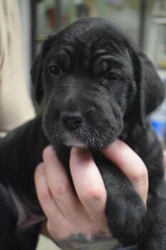 Rescue Poodle and Pit Bull Terrier Dogs for Adoption in Pahrump, Nevada - Faith P5 | PetCurious