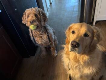 Rian -  Goldendoodle Dog for Adoption in Brewster, New York - Rian | PetCurious