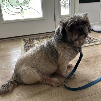 Teddy B -  Shih Tzu Dog for Adoption in Gulfport, Mississippi - Teddy B | PetCurious