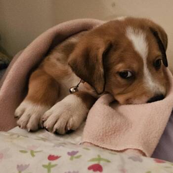 Australian Shepherd and Australian Cattle Dog Blue Heeler Dogs Available for Adoption in Concord, North Carolina - Valli Girl | PetCurious