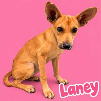Laney -  Carolina Dog and Mixed Breed Dog for Adoption in Scottsdale, Arizona - Laney | PetCurious