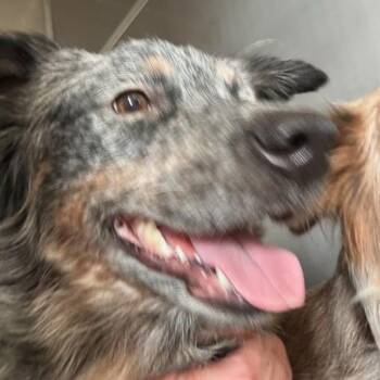 Angus -  Australian Cattle Dog Blue Heeler Dog for Adoption in Des Moines, Iowa - Angus | PetCurious