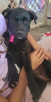 Labrador Retriever and Shepherd Dogs Available for Adoption - Meg | PetCurious