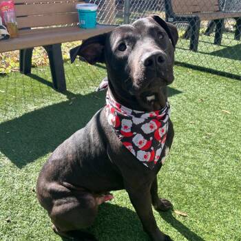 Pit Bull Terrier and American Staffordshire Terrier Dogs Available for Adoption - Zipper | PetCurious