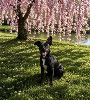 Miniature Pinscher Dogs Available for Adoption in Wanaque, New Jersey - Willow | PetCurious