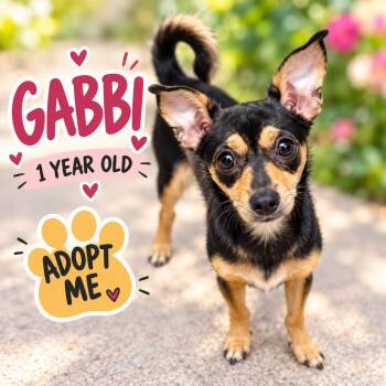 Gabbi -  Chihuahua Dog for Adoption in Henderson, Nevada - Gabbi | PetCurious
