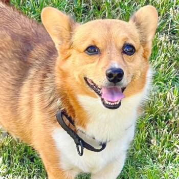 Mikey -  Corgi Dog for Adoption in Lewisville, Texas - Mikey | PetCurious
