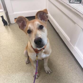 Baxter -  Mixed Breed Dog for Adoption in Riverwoods, Illinois - Baxter | PetCurious