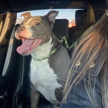 Pit Bull Terrier Dogs Available for Adoption - Pearl | PetCurious