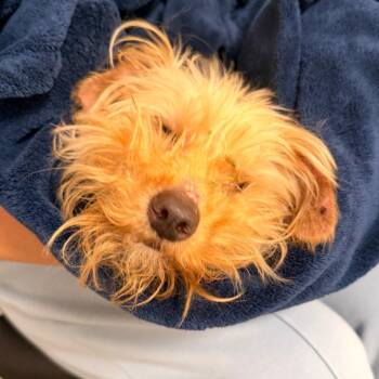 Paris -  Yorkshire Terrier Dog for Adoption in West Chester, Pennsylvania - Paris | PetCurious