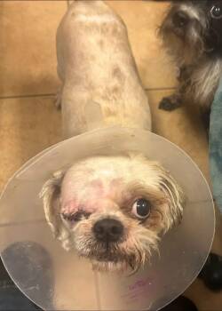 Gremlin -  Shih Tzu Dog for Adoption - Gremlin | PetCurious