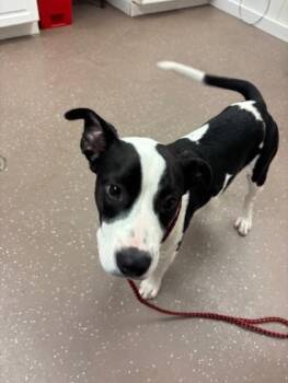 Kimbo -  Pit Bull Terrier and Mixed Breed Dog for Adoption in South Bend, Indiana - Kimbo | PetCurious