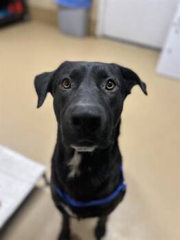 Rescue Labrador Retriever and German Shepherd Dog Dogs for Adoption in Chula Vista, California - BUDDAH | PetCurious