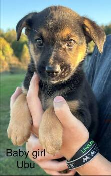 Ubu -  German Shepherd Dog Dog for Adoption in Byrdstown, Tennessee - Ubu | PetCurious