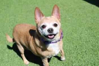 Uno -  Chihuahua Dog for Adoption in Chestertown, Maryland - Uno | PetCurious
