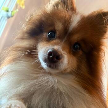 Mouse -  Pomeranian Dog for Adoption in Cincinnati, Ohio - Mouse | PetCurious