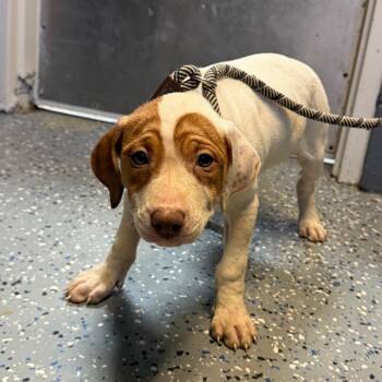 TUSC-Stray-84728_2 -  Pointer and Mixed Breed Dog for Adoption in Tuscaloosa, Alabama - TUSC-Stray-84728_2 | PetCurious