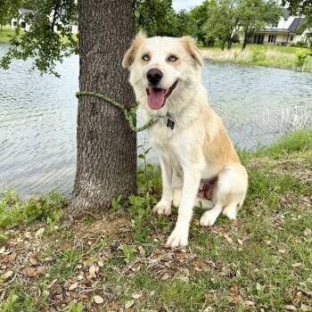 Australian Shepherd Dogs Available for Adoption in Loveland, Colorado - WILLOW | PetCurious