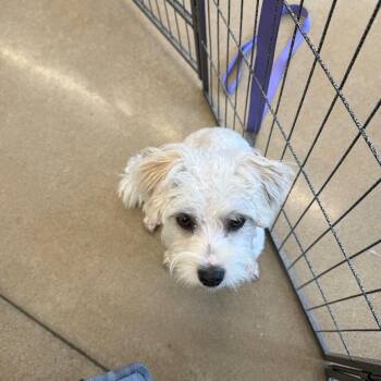 Maltese and Schnauzer Dogs Available for Adoption in Asher, Oklahoma - Willow | PetCurious