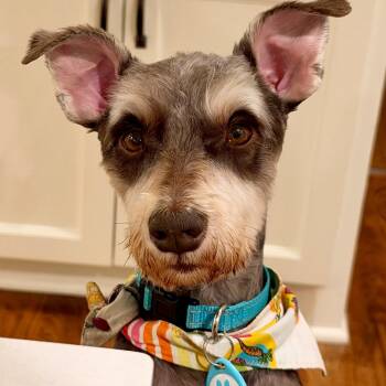 Fritz-Dignified Fun -  Miniature Schnauzer Dog for Adoption in Houston, Texas - Fritz-Dignified Fun | PetCurious