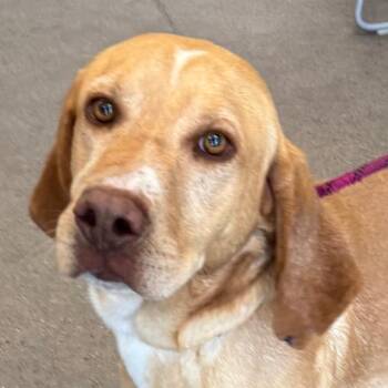 107617 -  Mixed Breed Dog for Adoption in Las Cruces, New Mexico - 107617 | PetCurious