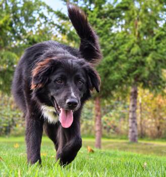 Bilby (Aussie Animal litter) -  Golden Retriever and Australian Shepherd Dog for Adoption in Silvana, Washington - Bilby (Aussie Animal Litter) | PetCurious