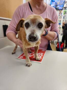 Chihuahua Dogs Available for Adoption - Winslo | PetCurious