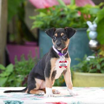 Terrier and Mixed Breed Dogs Available for Adoption in Wake Forest, North Carolina - Gamora | PetCurious