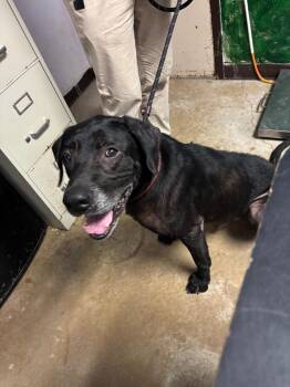 McCoy -  Labrador Retriever Dog Available for Adoption in New Braunfels, Texas - McCoy | PetCurious