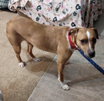 Shaylee -  Mixed Breed Dog for Adoption in Maineville, Ohio - Shaylee | PetCurious