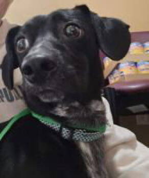 Rescue Dachshund Dogs for Adoption in Milton, Georgia - Coaly | PetCurious