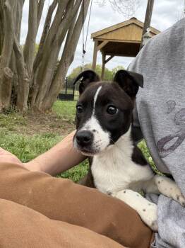 Mixed Breed Dogs Available for Adoption in Lancaster, South Carolina - April | PetCurious