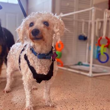 Maltese and Poodle Dogs Available for Adoption in Fenton, Michigan - Lola  | PetCurious