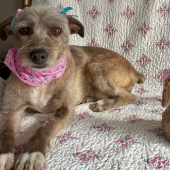 Wirehaired Terrier and Schnauzer Dogs Available for Adoption - Lolita | PetCurious