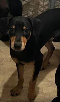 Heinez -  Miniature Pinscher and Mixed Breed Dog for Adoption in Madera, California - Heinez | PetCurious