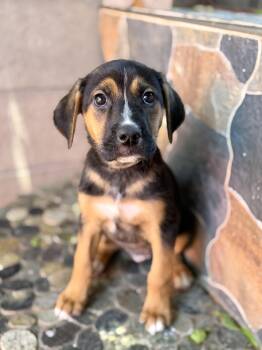 Danica -  German Shepherd Dog and Pit Bull Terrier Dog for Adoption in Glendale, Arizona - Danica | PetCurious